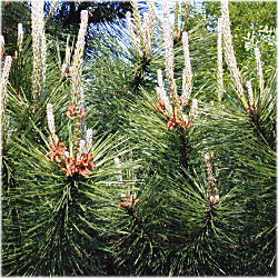 �����̉萁��