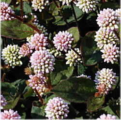 �q���c���\�o