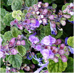 �^�c�i�~�\�E�̎�