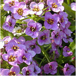 �A���b�T��