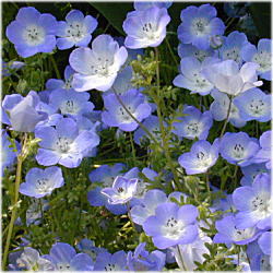 �u���[�̉�