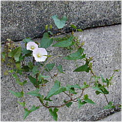 �R�q���K�I