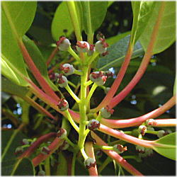 ���Y���n�̎���