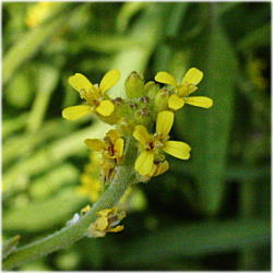 �C�k�J�L�l�K���V�̉�