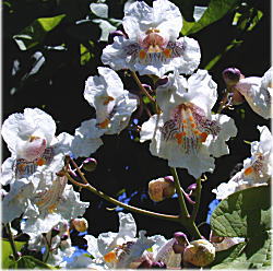 �n�i�L�T�T�Q�P