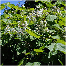 �n�i�L�T�T�Q�Q