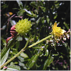 �P�L�c�l�m�{�^���P