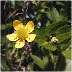 �P�L�c�l�m�{�^���Q