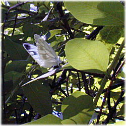 �V���`���E