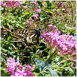 �A�Q�n�`���E