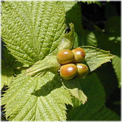 �V�����}�u�L�̎�