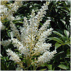 �A�������V���E�}�P