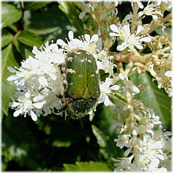 �A�������V���E�}�Q