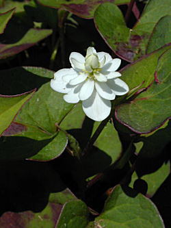 ���G�h�N�_�~