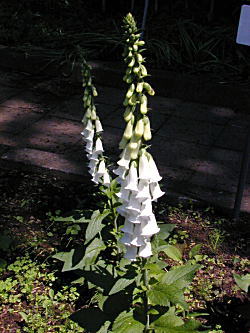 �W�M�^���X��