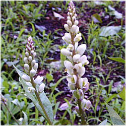 �q���n�Z�l�K�P