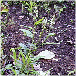 �q���n�Z�l�K�Q