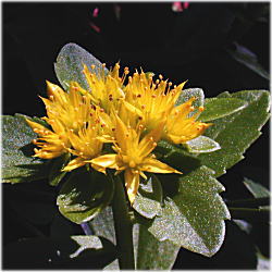 �L�����\�E