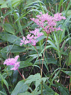 �V���c�P�\�E