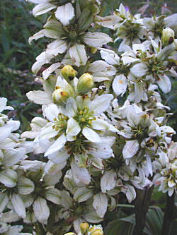 �R�o�C�P�C�\�E�P