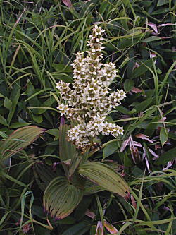 �R�o�C�P�C�\�E�Q