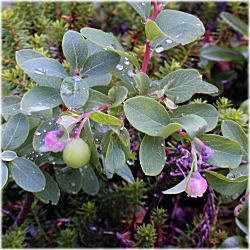 �R�P�����P