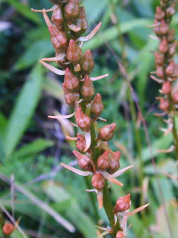 �l�o���m�M�����P