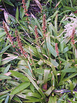 �l�o���m�M�����Q