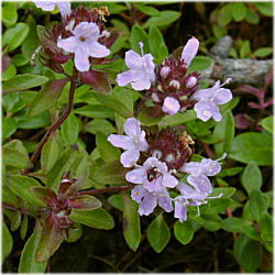 �C�u�L�W���R�E�\�E�P