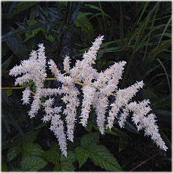 �g���A�V�V���E�}