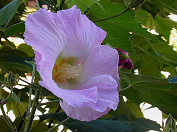 uQ