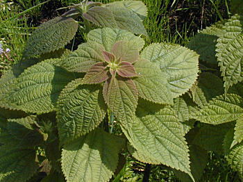 ���Z�C�^�\�E