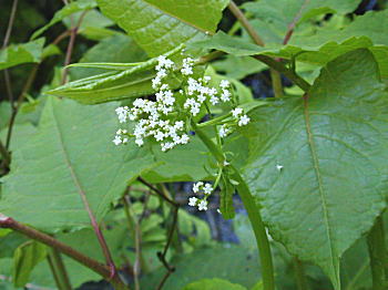 �c���J�m�R�\�E