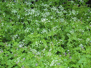 �c���J�m�R�\�E�Q��