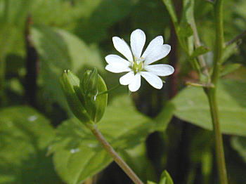 �m�~�m�t�X�}