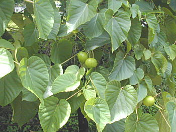 ViAuM