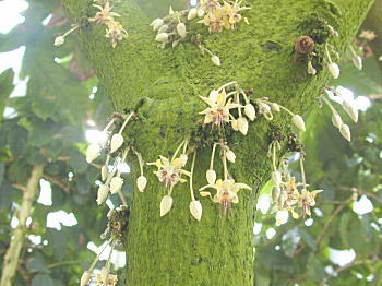JJỈ