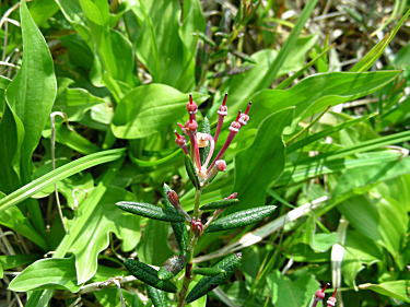 �q���V���N�i�Q