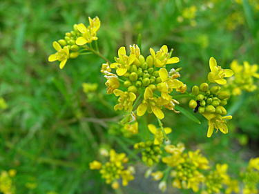 �G�]�X�Y�V��