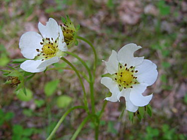 �V���o�i�m�w�r�C�`�S