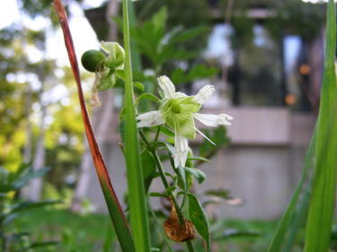 ナンバンハコベの花
