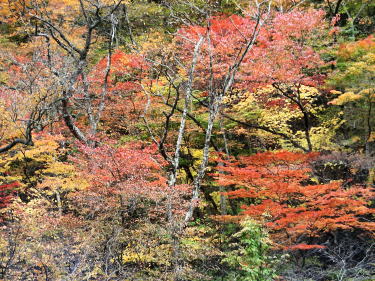 紅葉1