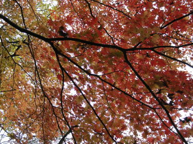 紅葉2