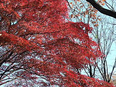 紅葉