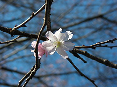 冬桜