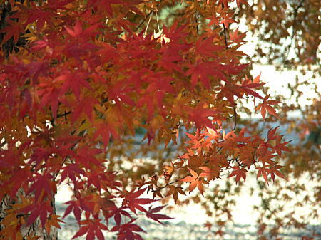 紅葉大