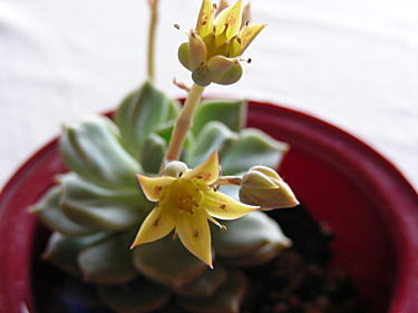 白牡丹の花