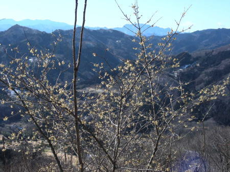 山を背にした蝋梅