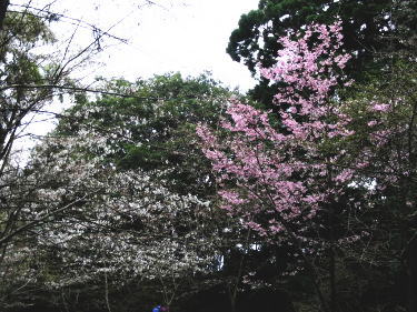 桜