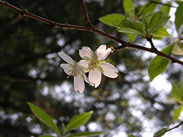 桜?
